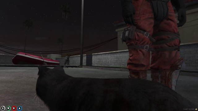 Sheldon interacts with cat