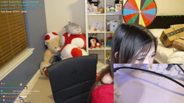 ExtraEmily has new pets on her desk