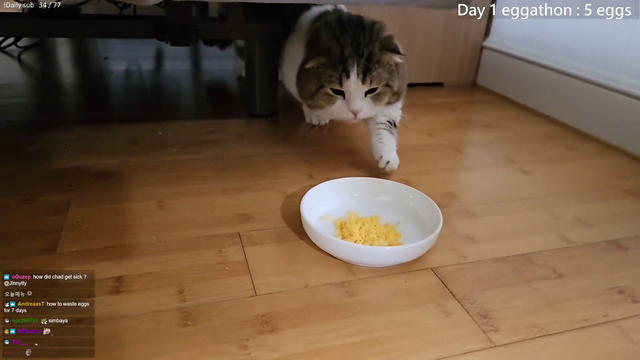 Jinny's cat reacts to Jinny's cooking
