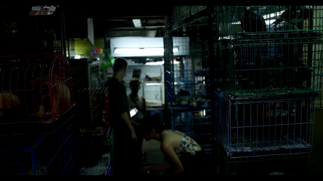 Reynad searches for a snake restaurant in the Philippines, ends up in a underground puppy mill selling pet snakes and offering to cook them