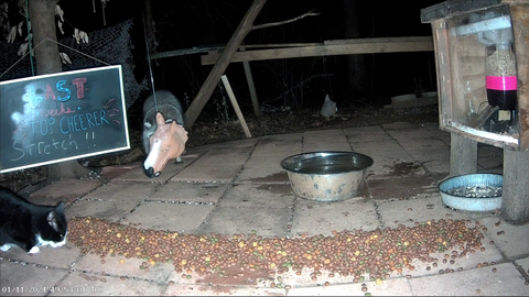 Raccoon tries to spook cat
