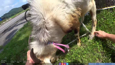 Rob helps a lawn mowing goat with a tied up foot