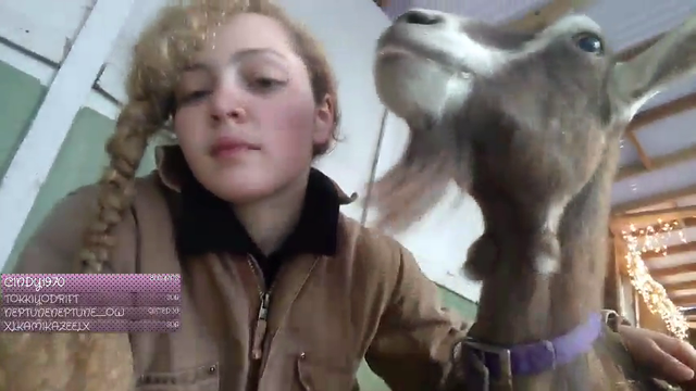 Goat works out on stream