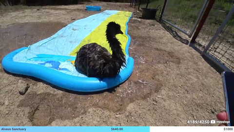Stompy tries the waterslide