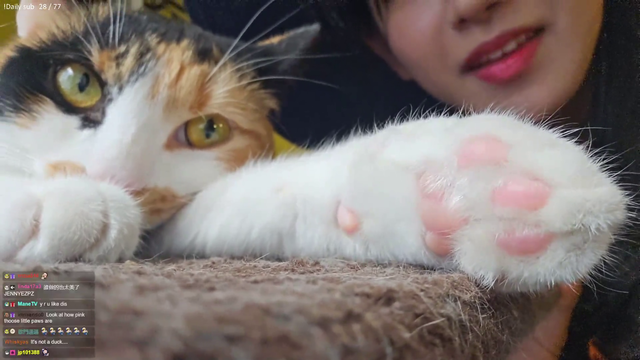 Jinny gets judged by a cat
