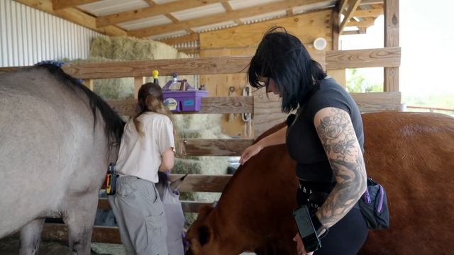 Julia gets step on by a cow