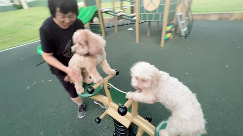 Doggie makes new friend and learns to play with seesaw
