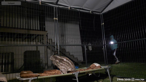 Maya leaves the Emu alone with chat