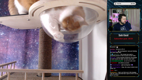 Tasteless shows off his new cat tree
