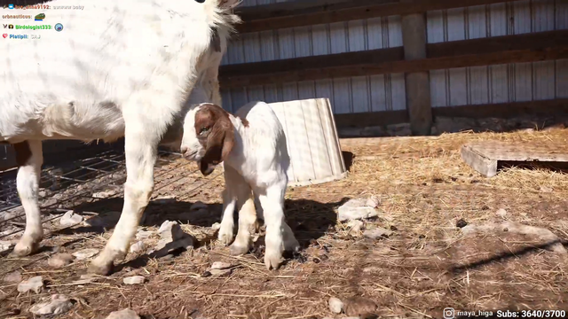 Maya shows her new baby goat