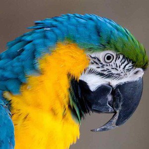 Macaw45