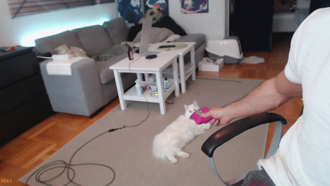 NymN hits his cat in the face D: