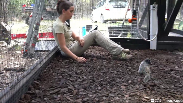 monkeys explore their new enclosure