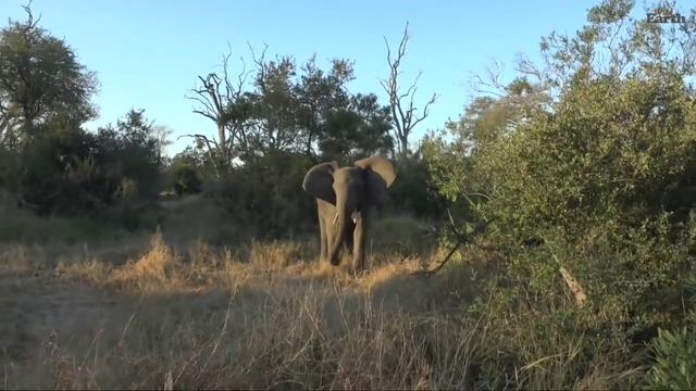angry young elephant bull trying to be scary