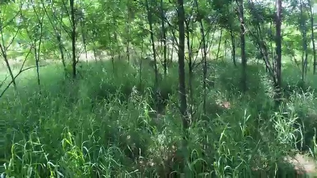 Dan Gheesling encounters local fauna