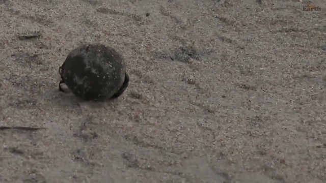 Dung Beetle goes for a ride