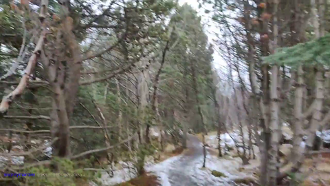 [Educational] Why Iceland's old trees look young