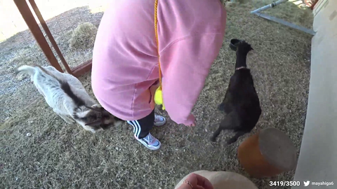 American Goats Attack Intruder