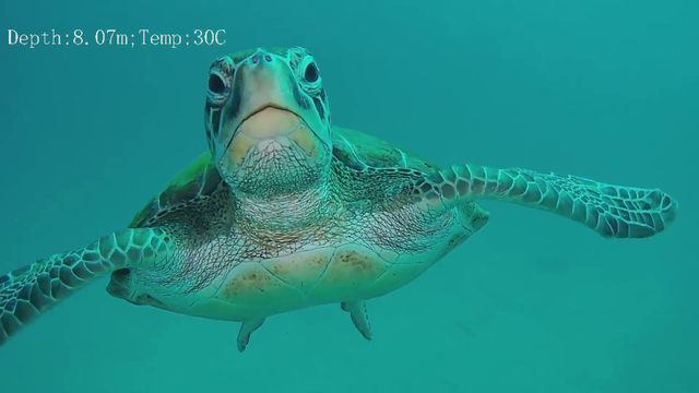 Just a Turtle Saying Hello to Twitch