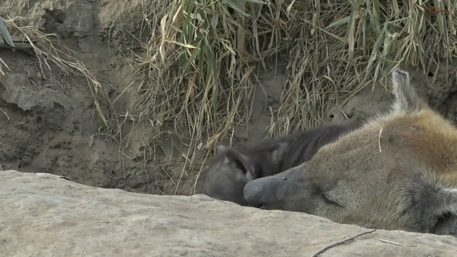 baby hyenas trying very hard to wake up sleepy mom