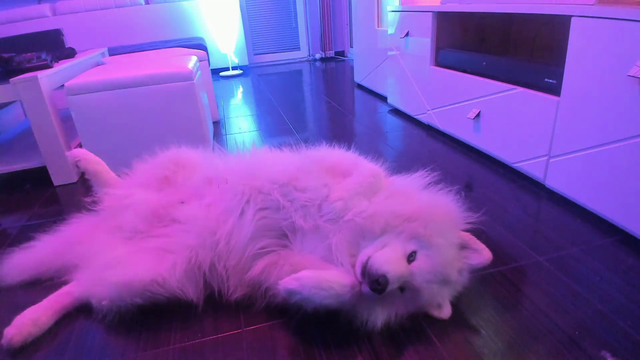 Streamer pets an angry dog
