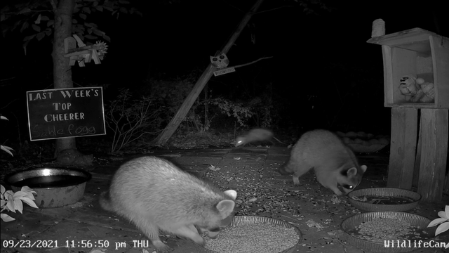 Ouch. Opossum bites raccoons tail! Didn't seem too bothered apart from the surprise.