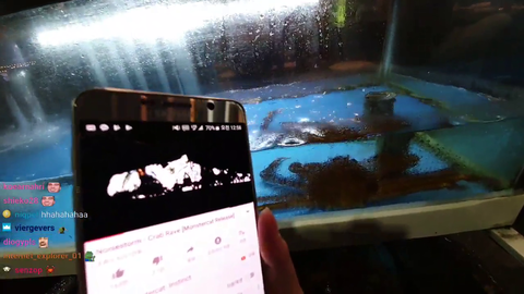 Japanese Streamer revives dead crab