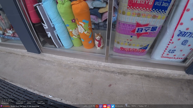 Cute cat