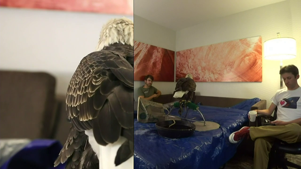 Bald Eagle drops a bomb in a hotel room