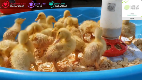 Baby Ducks Living In Harmony