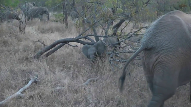 Baby elephants head stuck in a tree