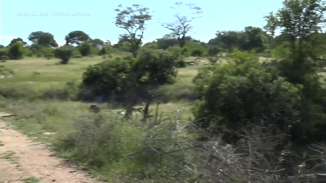 Elephant baby lost track of it's mom