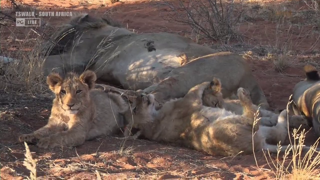 baby lions playing