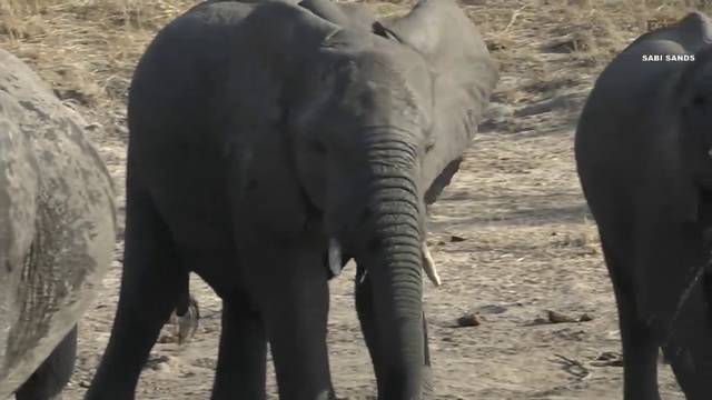 Elephant ASMR