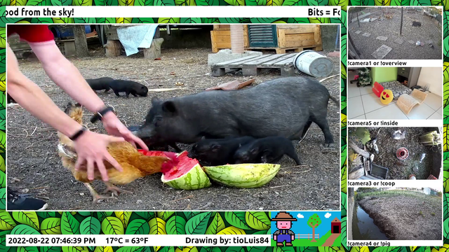 Pigging out on watermelon!