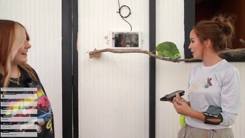 Parrot tries to sing sea shanty, but only knows the lyrics to Happy Birthday