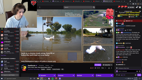 xQc Feeds Ducks to Obesity