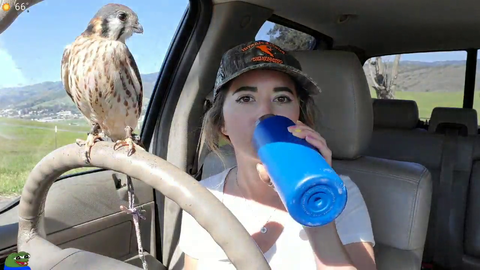 A birb of many talents