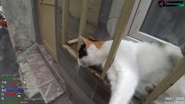 Streamers pets cat, chaos ensues