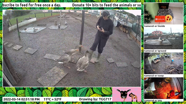 Geese. They don't suffer streamers gladly.