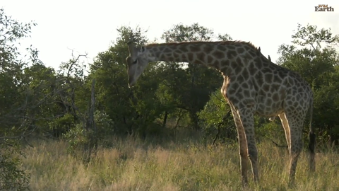 ever seen a giraffe bending over to eat impala horns?