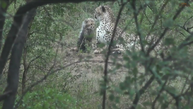 Baby Cheetos - Wildearth