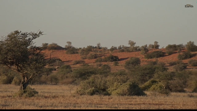 WildEarth presenter uncontrollably laughing over his own dad joke