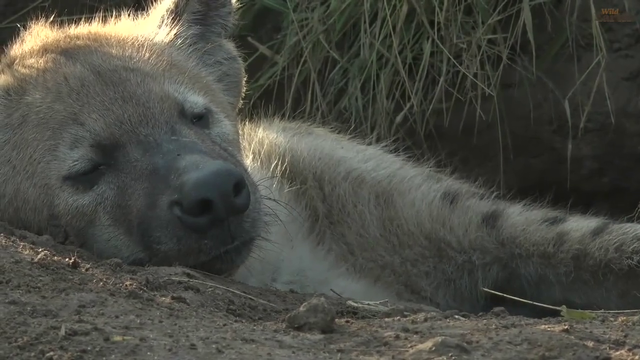 Hyena Cubbies FeelsStrongMan