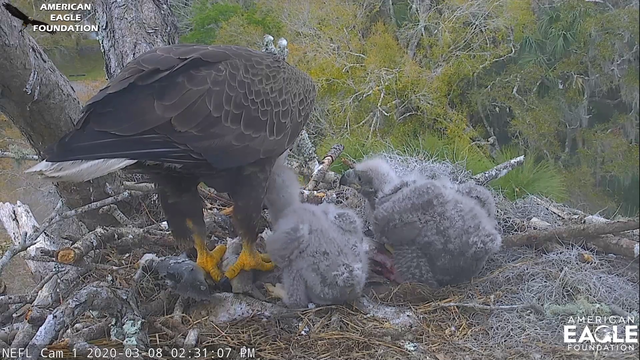 Eagle feeding two eaglets