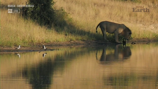 Lion thinks he found a meal