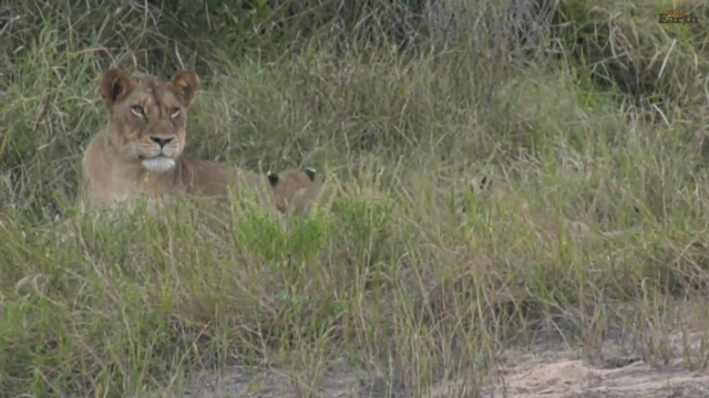 lion cub being gently hugged by mom