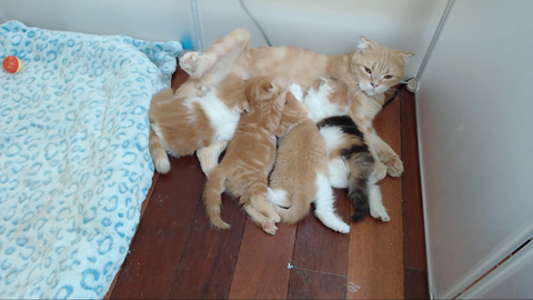 Mom breastfeeds on Twitch, is this the new norm?