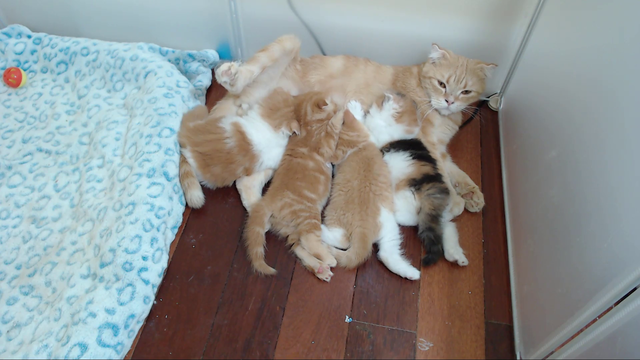 Mom breastfeeds on Twitch, is this the new norm?