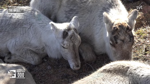 Cute reindeer's spotted